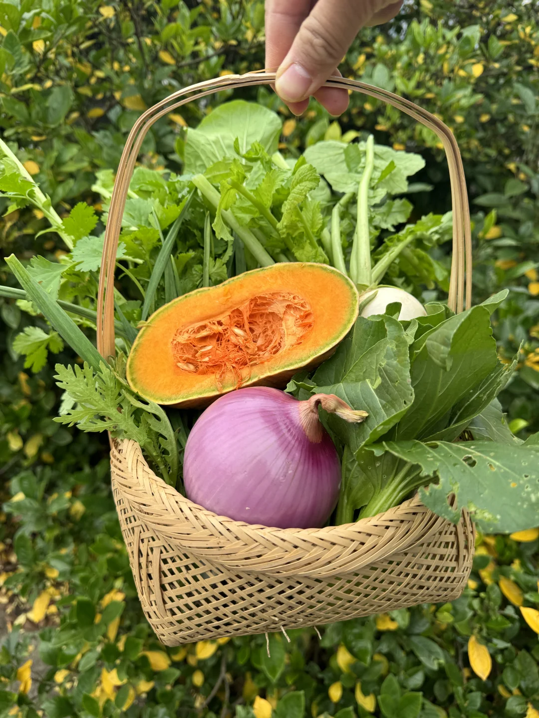 ?冬日农场蔬菜合集来啦！