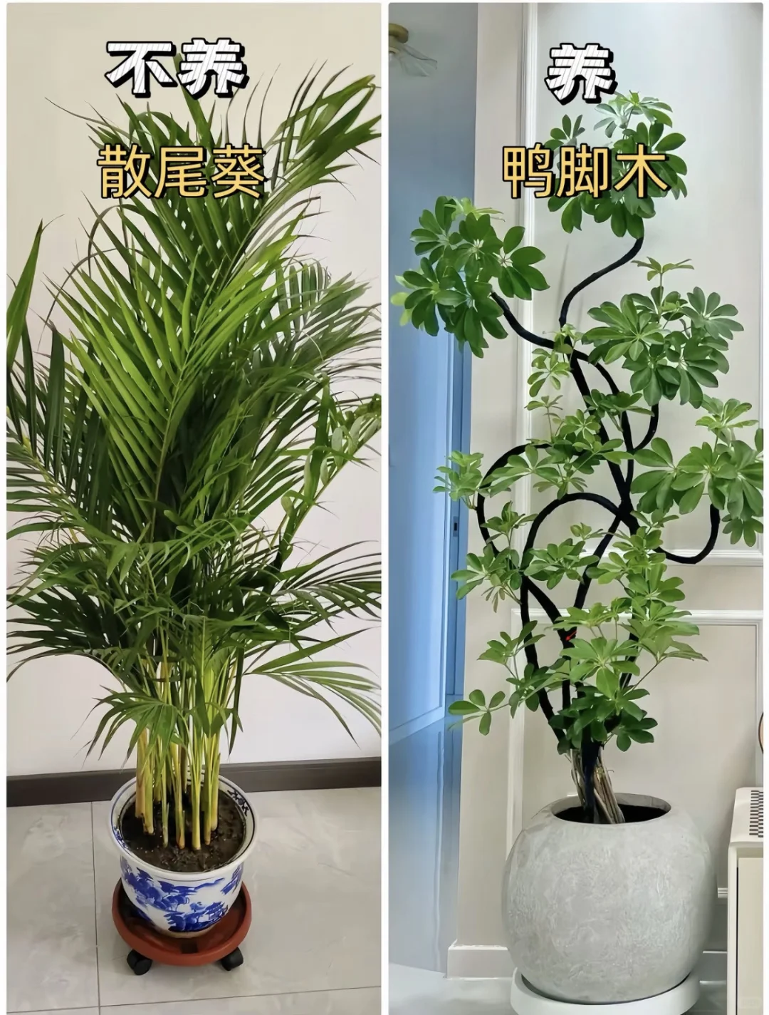 室内柠檬树推荐，你喜欢哪一款呢？