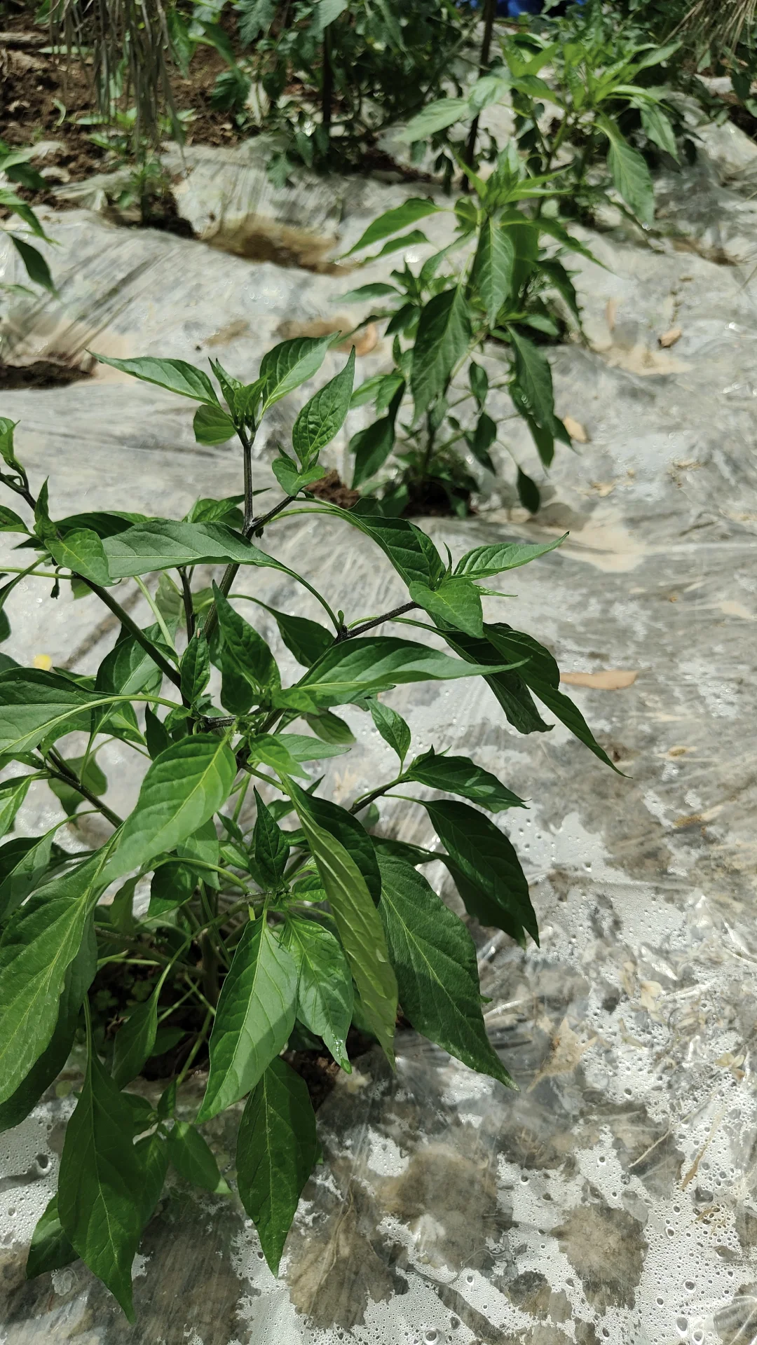 菜地各种蔬种下已经一个多月，静待开花结果