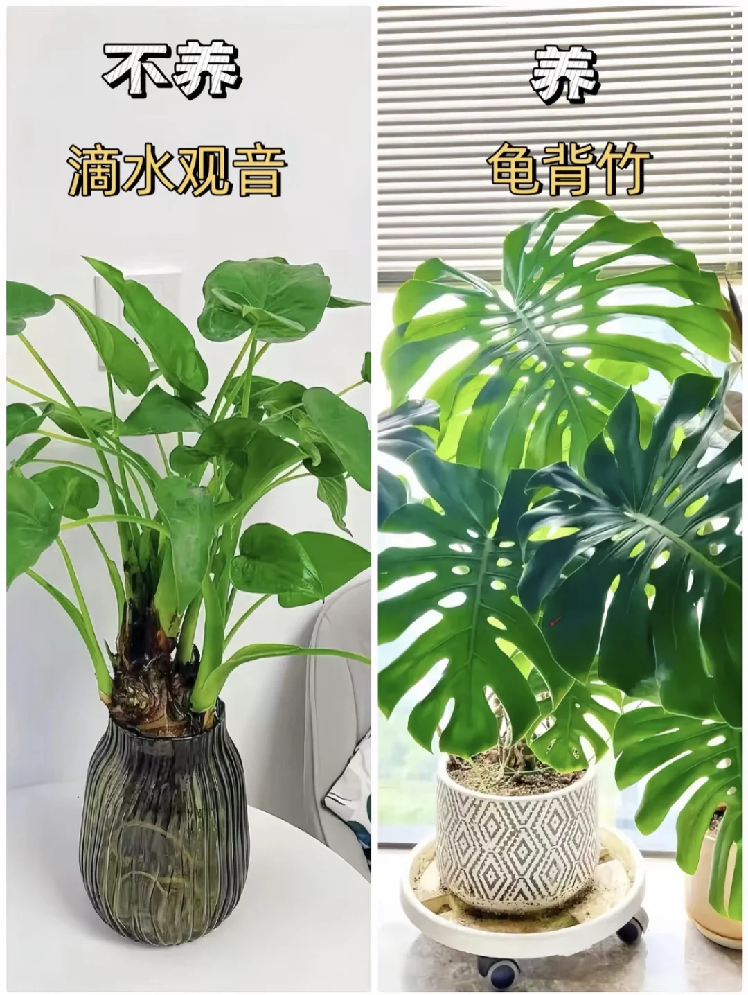 室内柠檬树推荐，你喜欢哪一款呢？