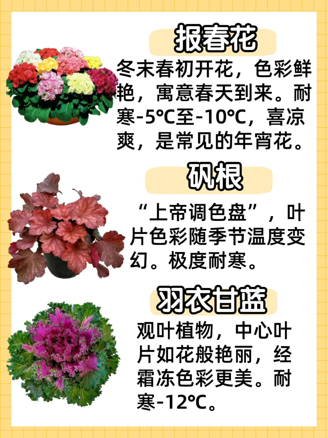 秋冬耐寒植物合集