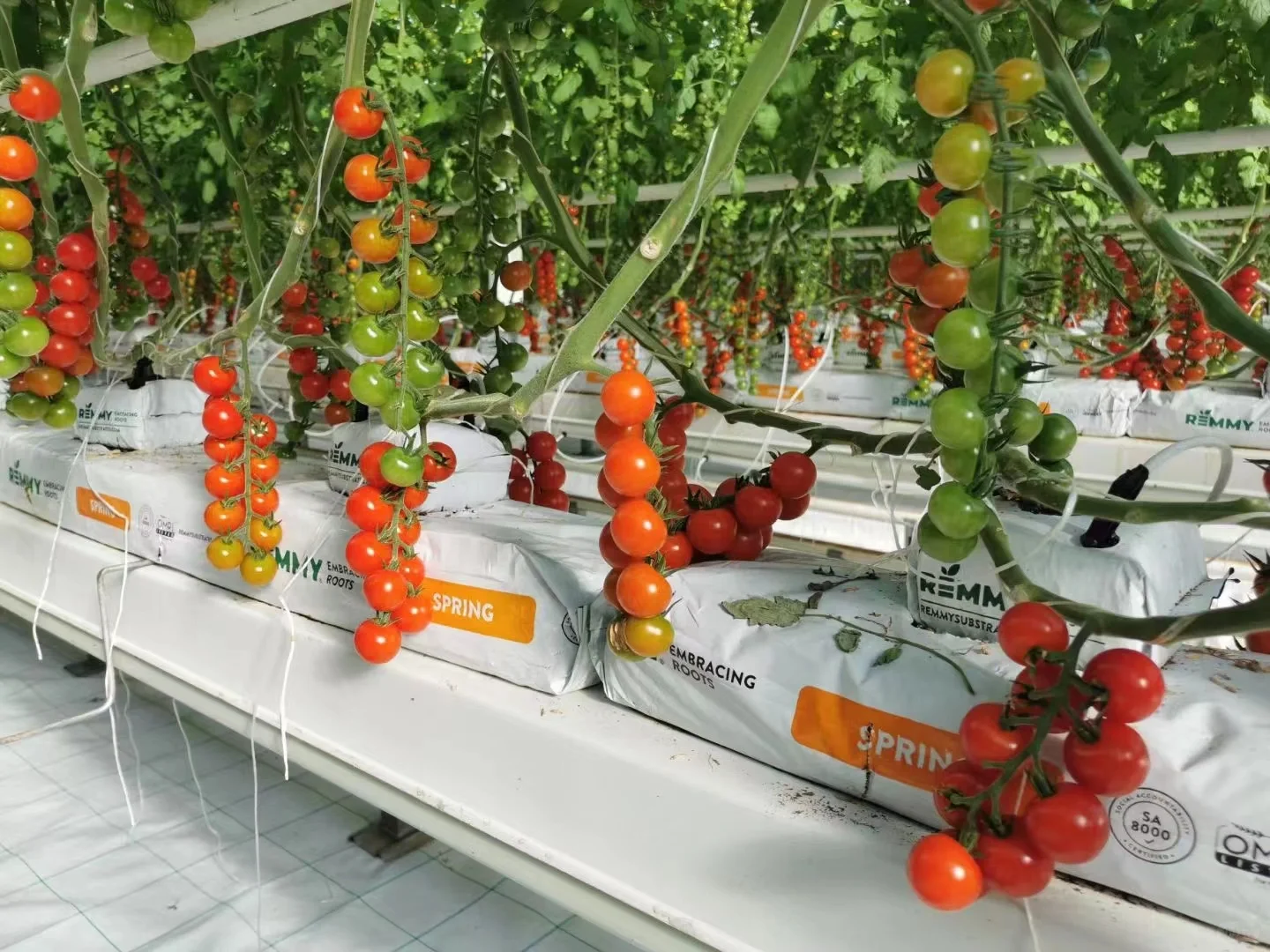 智能化对于设施农业种植非常重要?