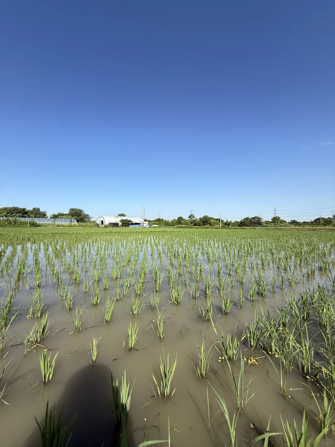 30岁不上班，在苏州种了20亩有机大米