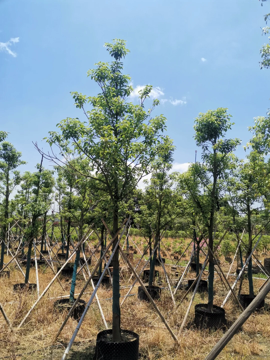 8-10分市政小香樟有货