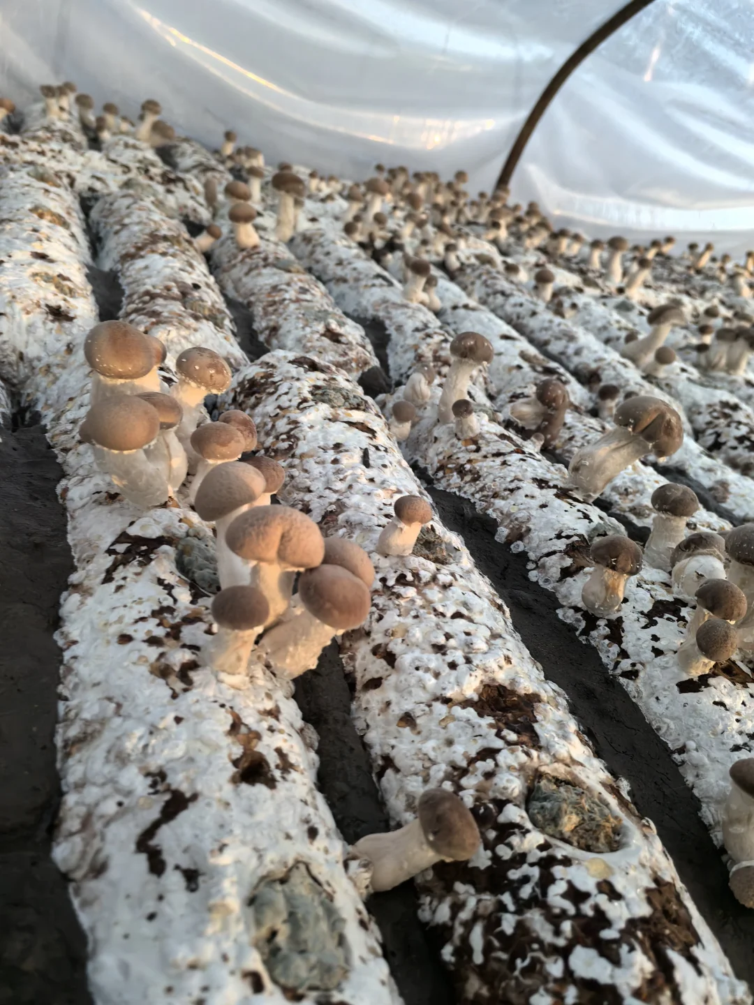 香菇，你就是我的精神粮食香菇???