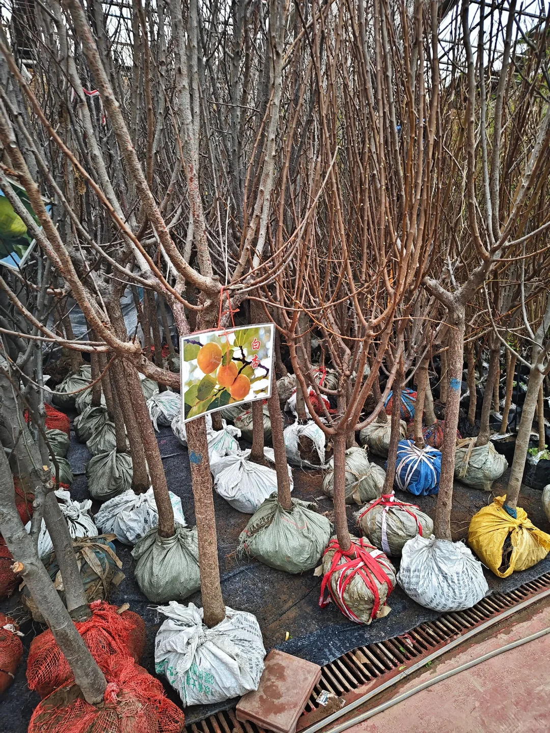 银川需要种树的小伙伴们看过来