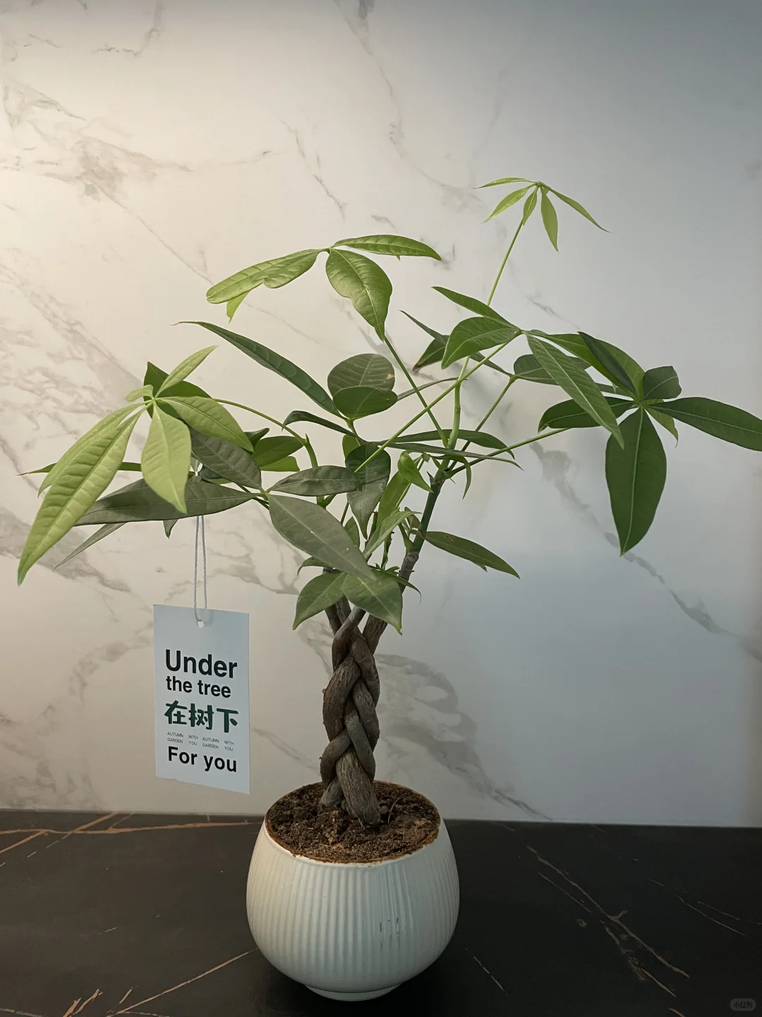 发财树的治愈力谁懂啊！