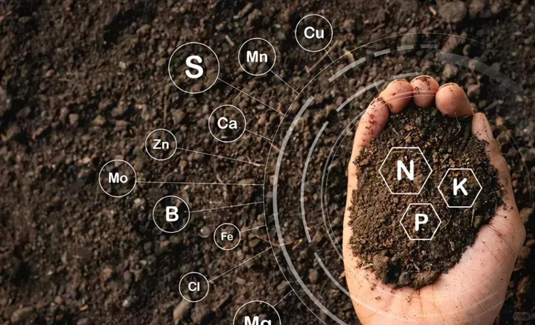 ?有机肥VS无机肥，施肥不再迷茫?