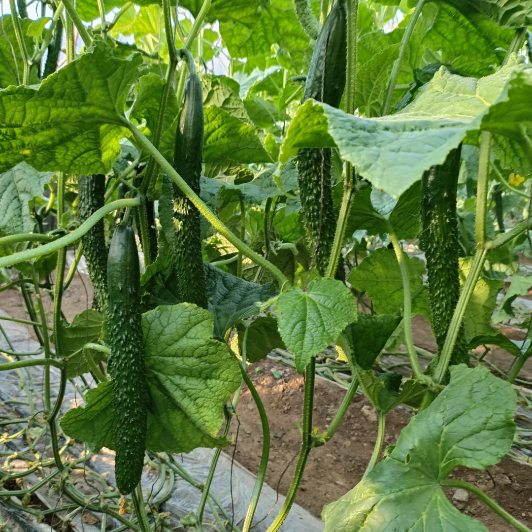 蔬菜大棚里，爸妈弄的黄瓜