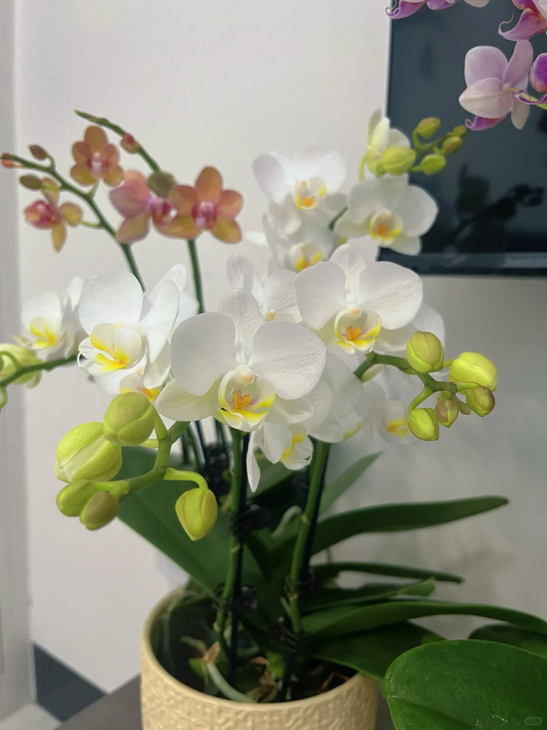 入蝴蝶兰坑才知！养它4招超关键?