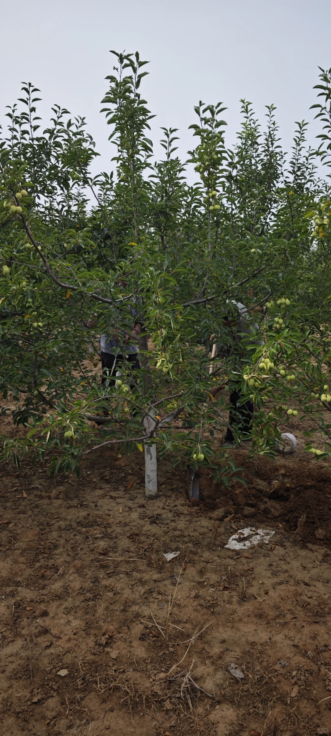 北海道黄杨苗木种植常青不落叶 各种苗木