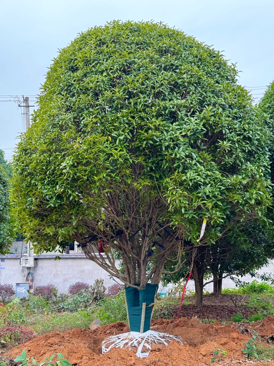 今天两大车桂花发往杭州??