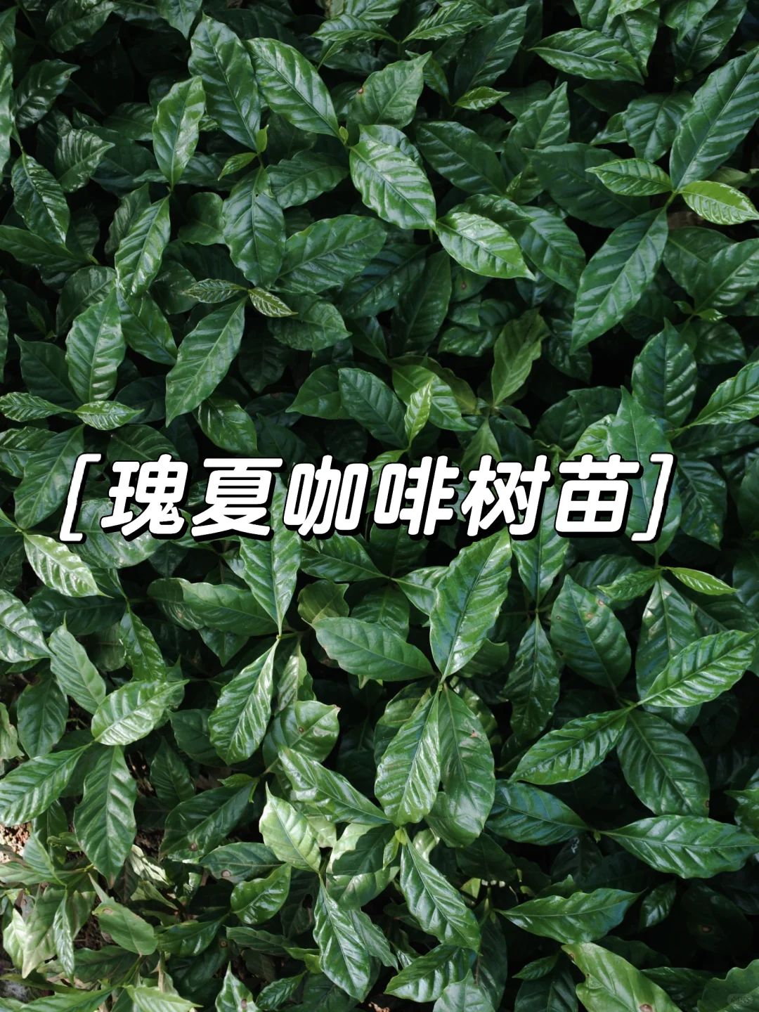 出售10万株瑰夏树苗