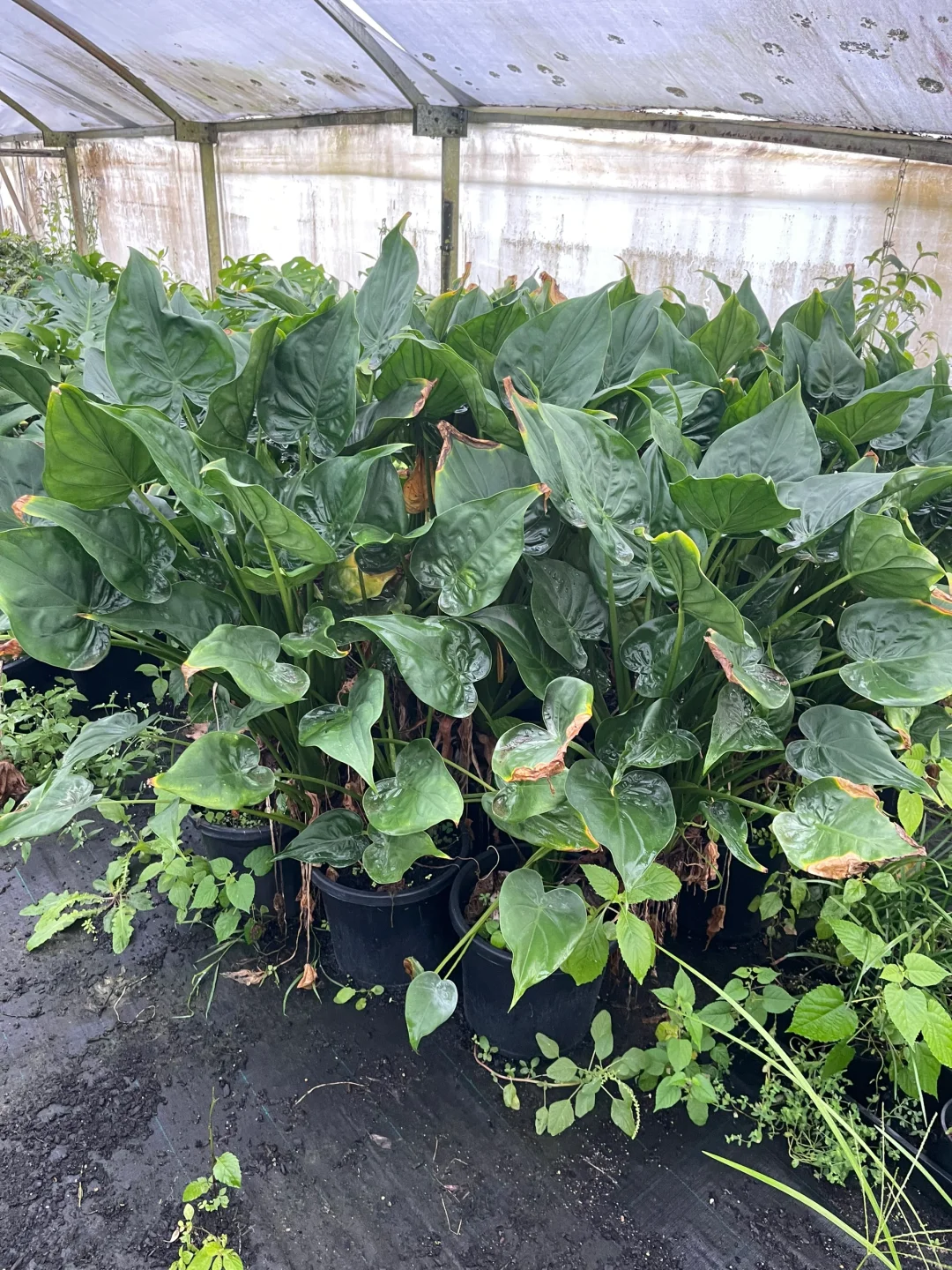 苗圃日常的打理