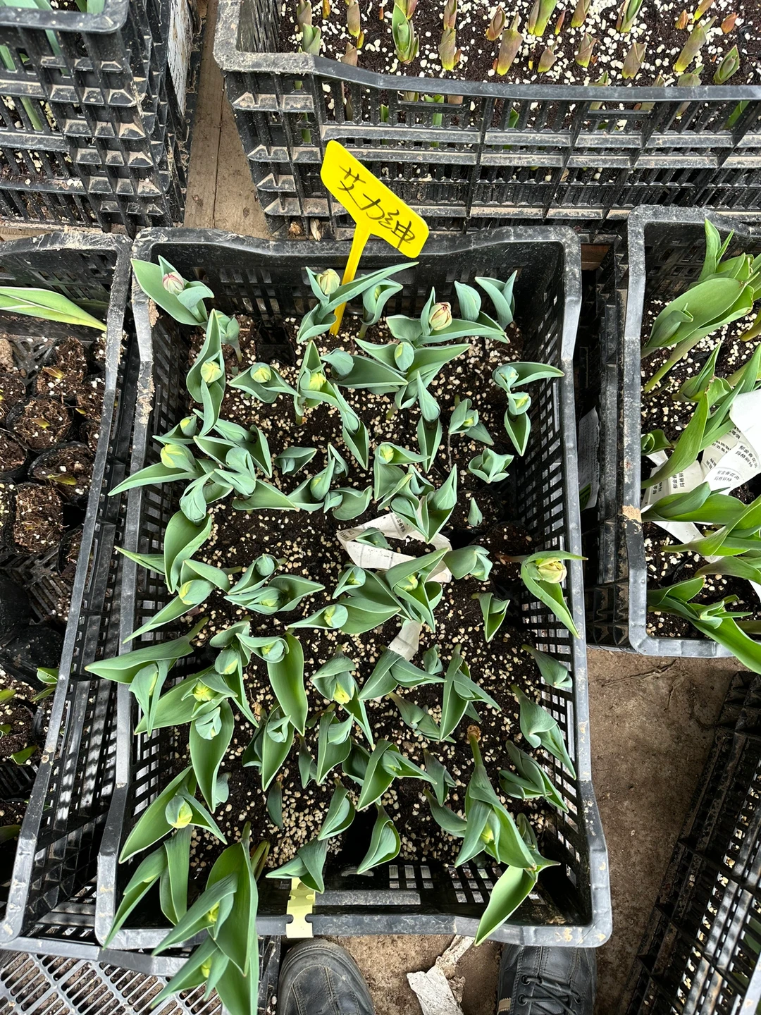 我家买的今年没种好的，联系我送带花苞的