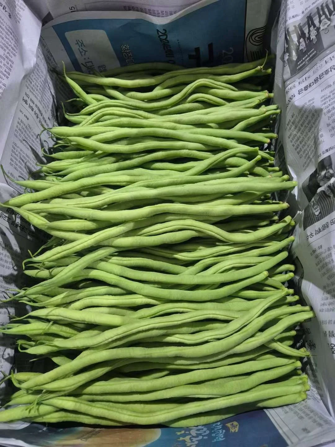 在韩种植的豆角，自己的大棚，保质保量