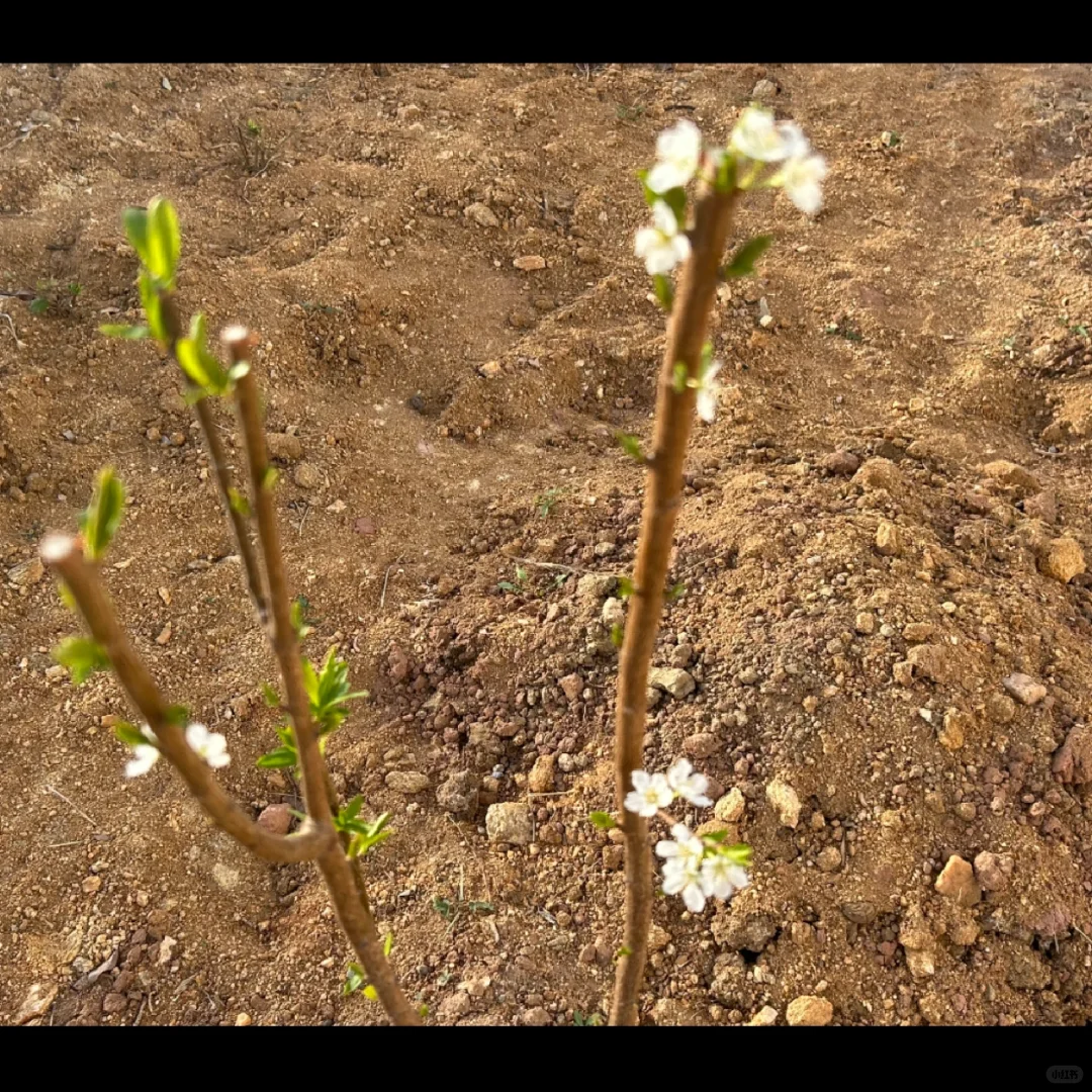 二十多拼多多买的李子树竟然长得这么好