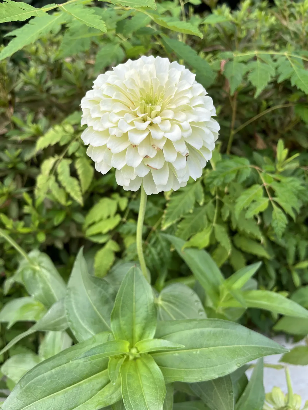 《百日菊，繁花》