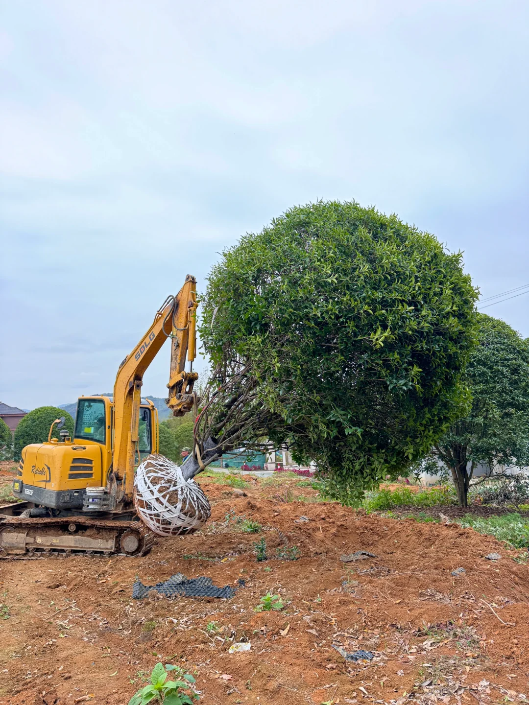 今天两大车桂花发往杭州??