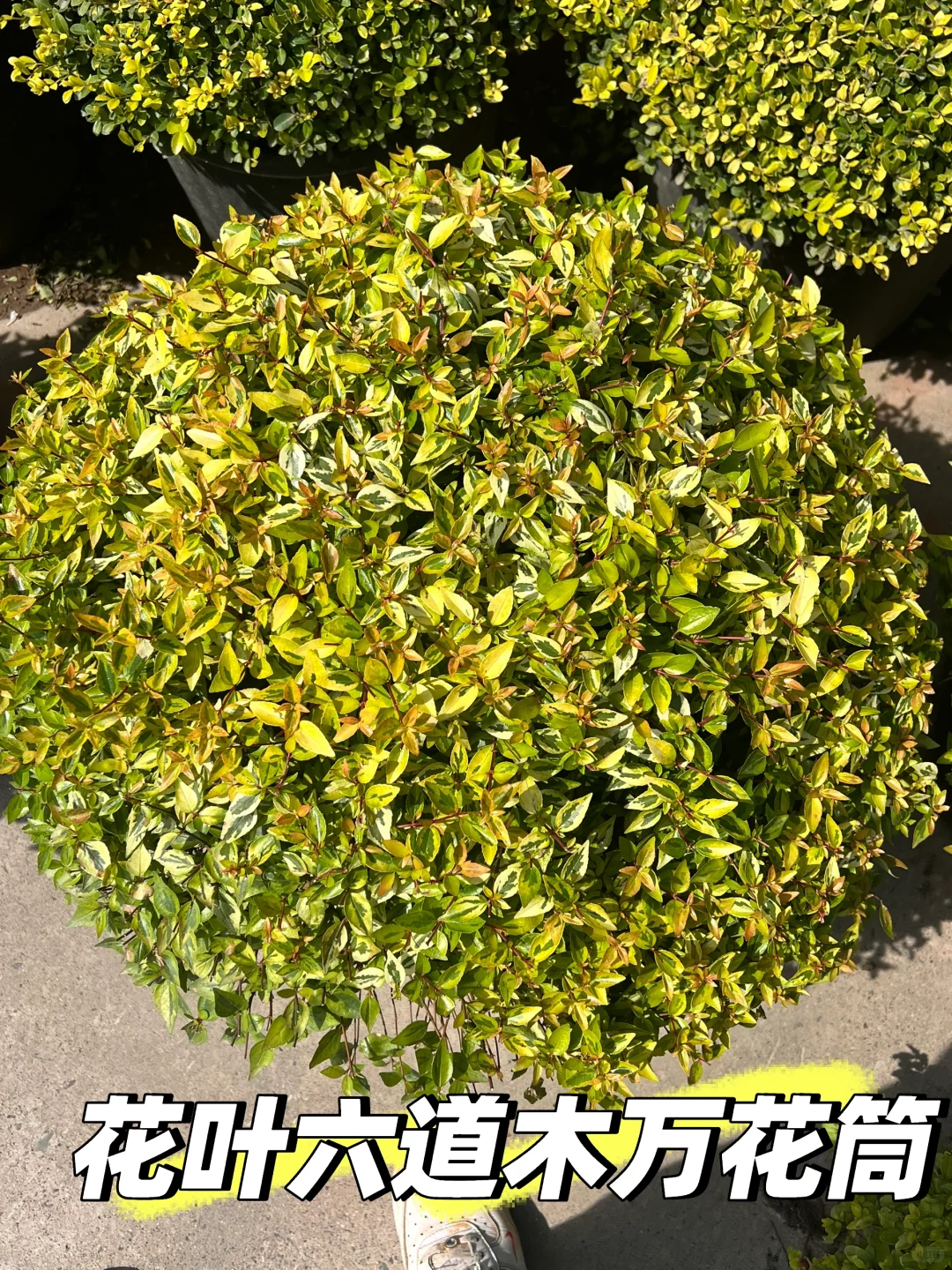 浙江庭院花卉苗圃 集市