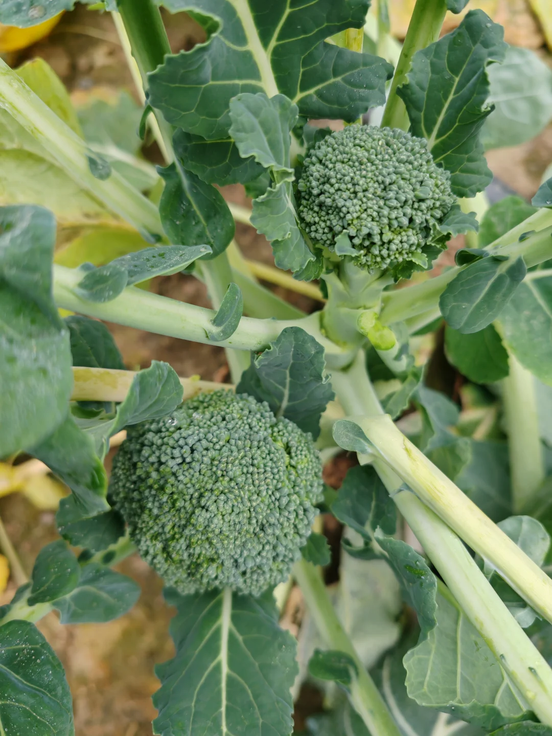 打野之新鲜免费的西兰花?