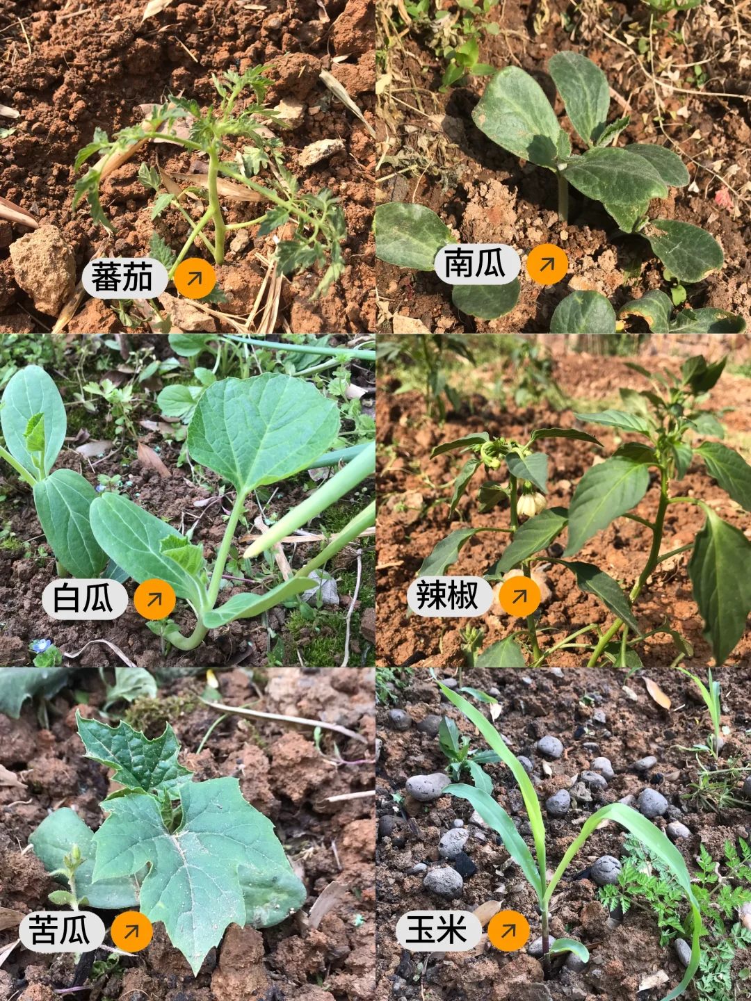 春季种菜的快乐