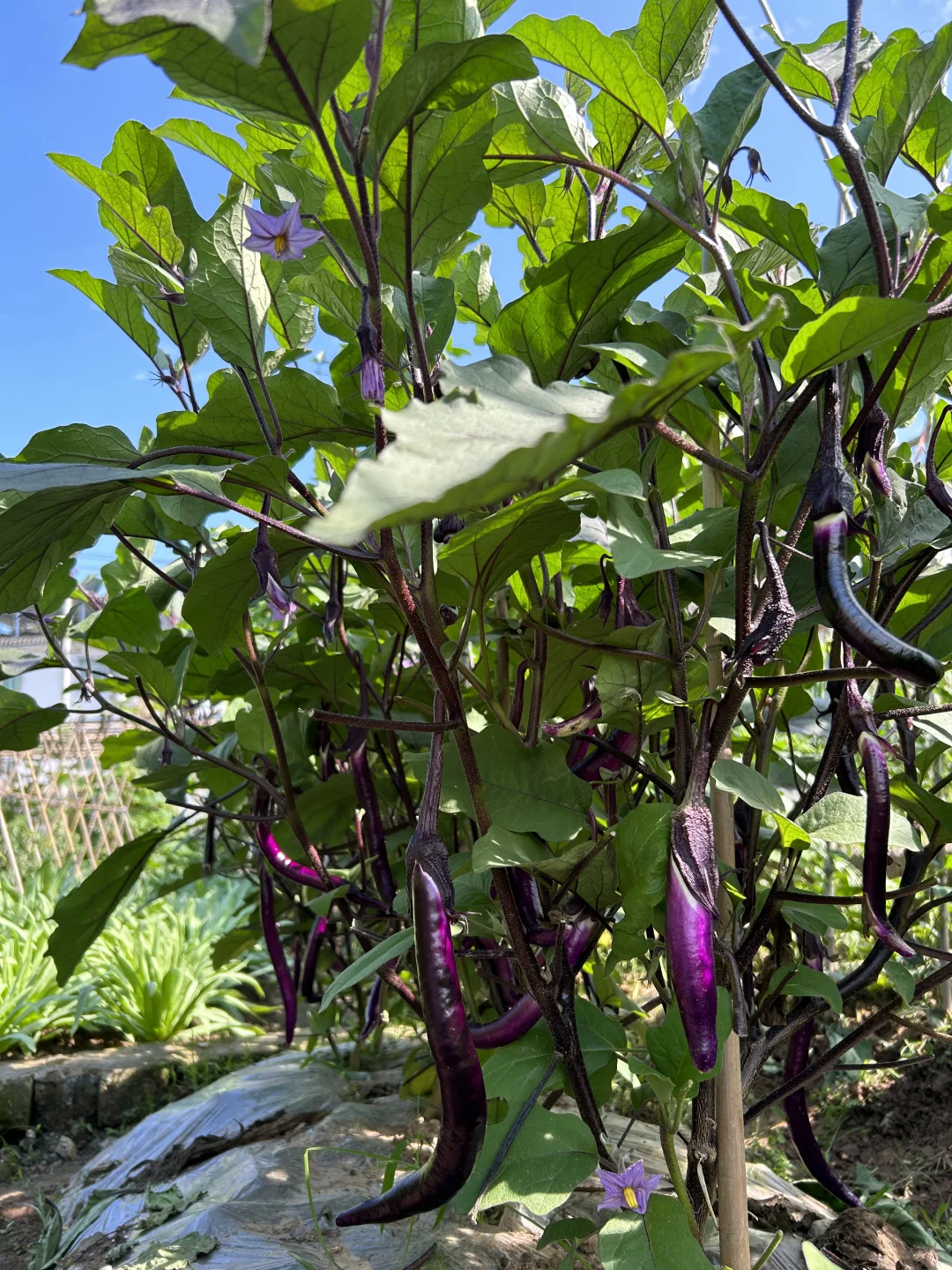 夏天的菜园满满当当 一顿八个菜 各个不重样