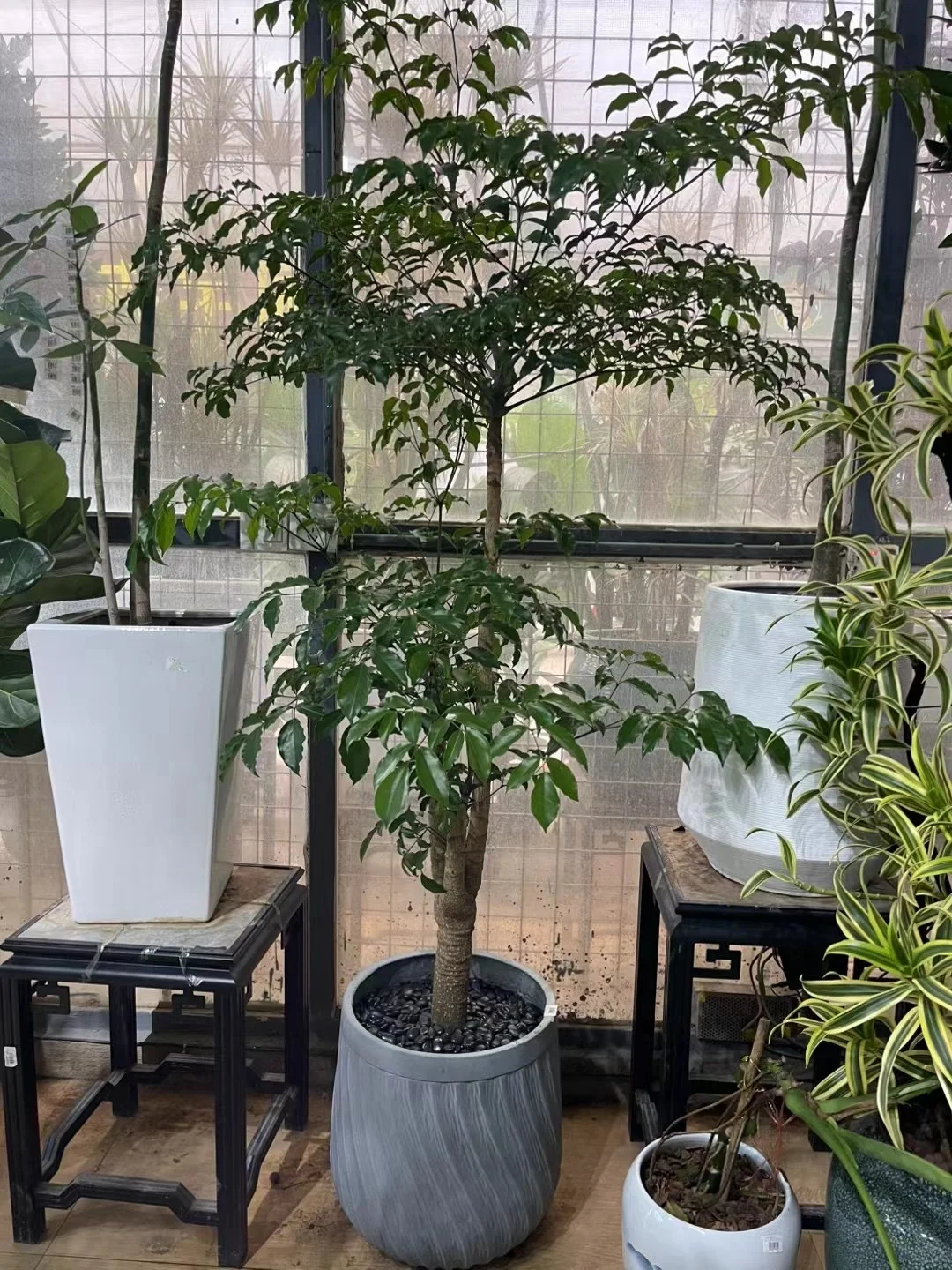 深圳绿植租买，批发，同城免费送货上门