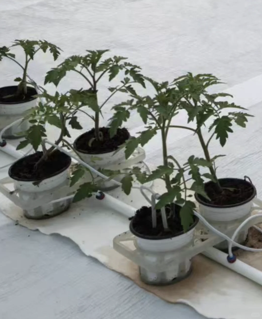 人人都会种,人人种的起