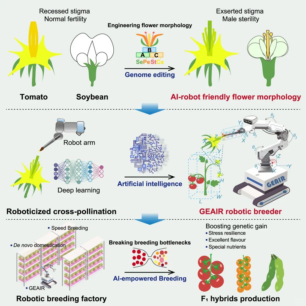 Cell 重磅!机器人授粉?助力农业具身智能