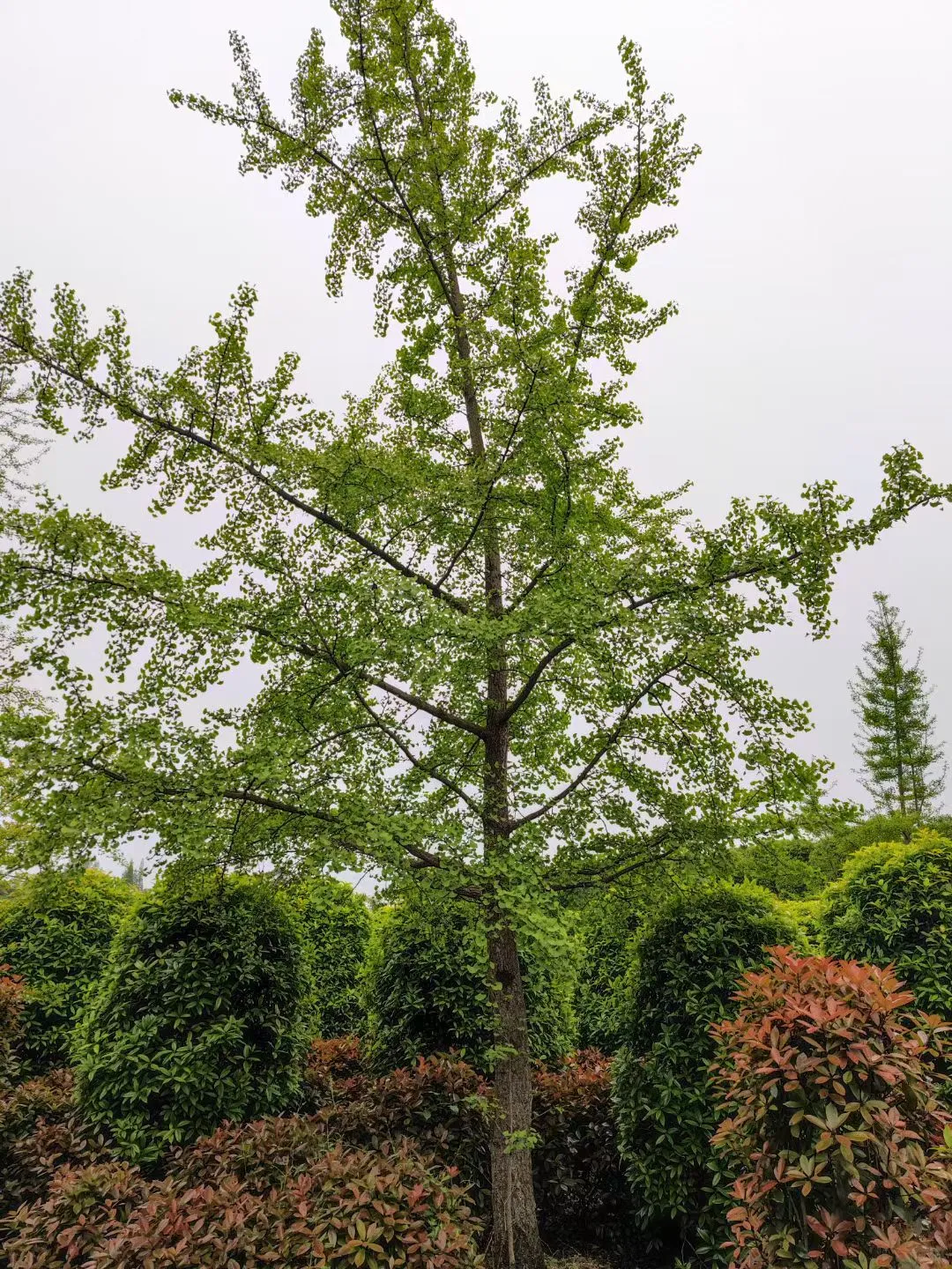 成都本土园林基地