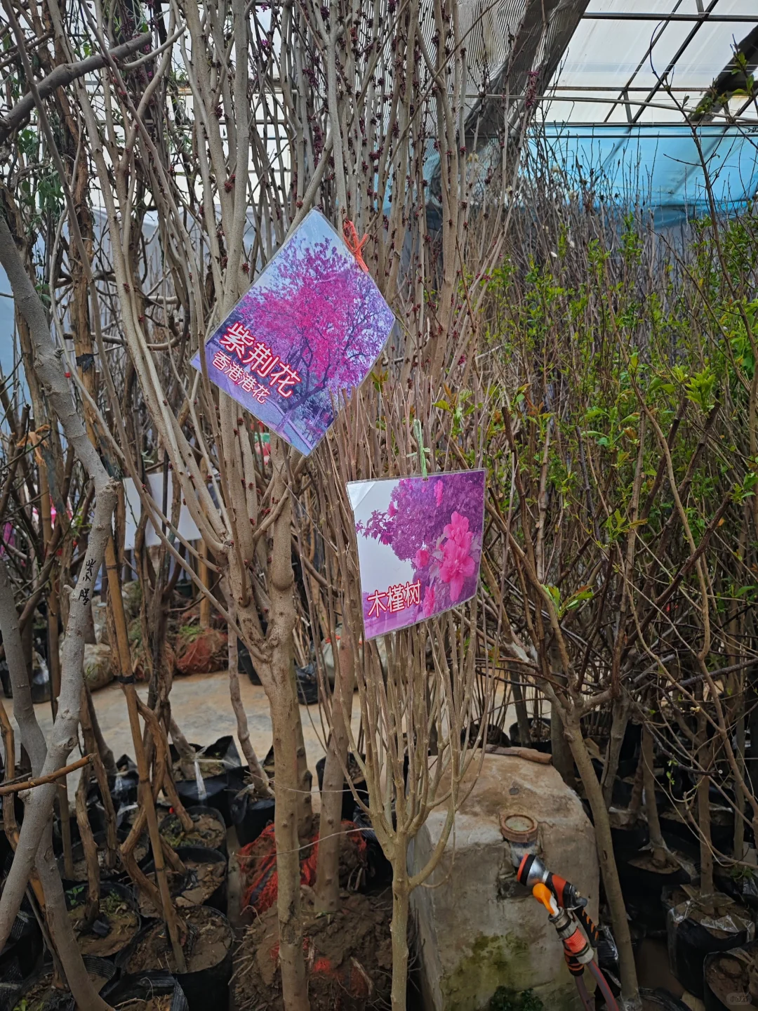 银川需要种树的小伙伴们看过来