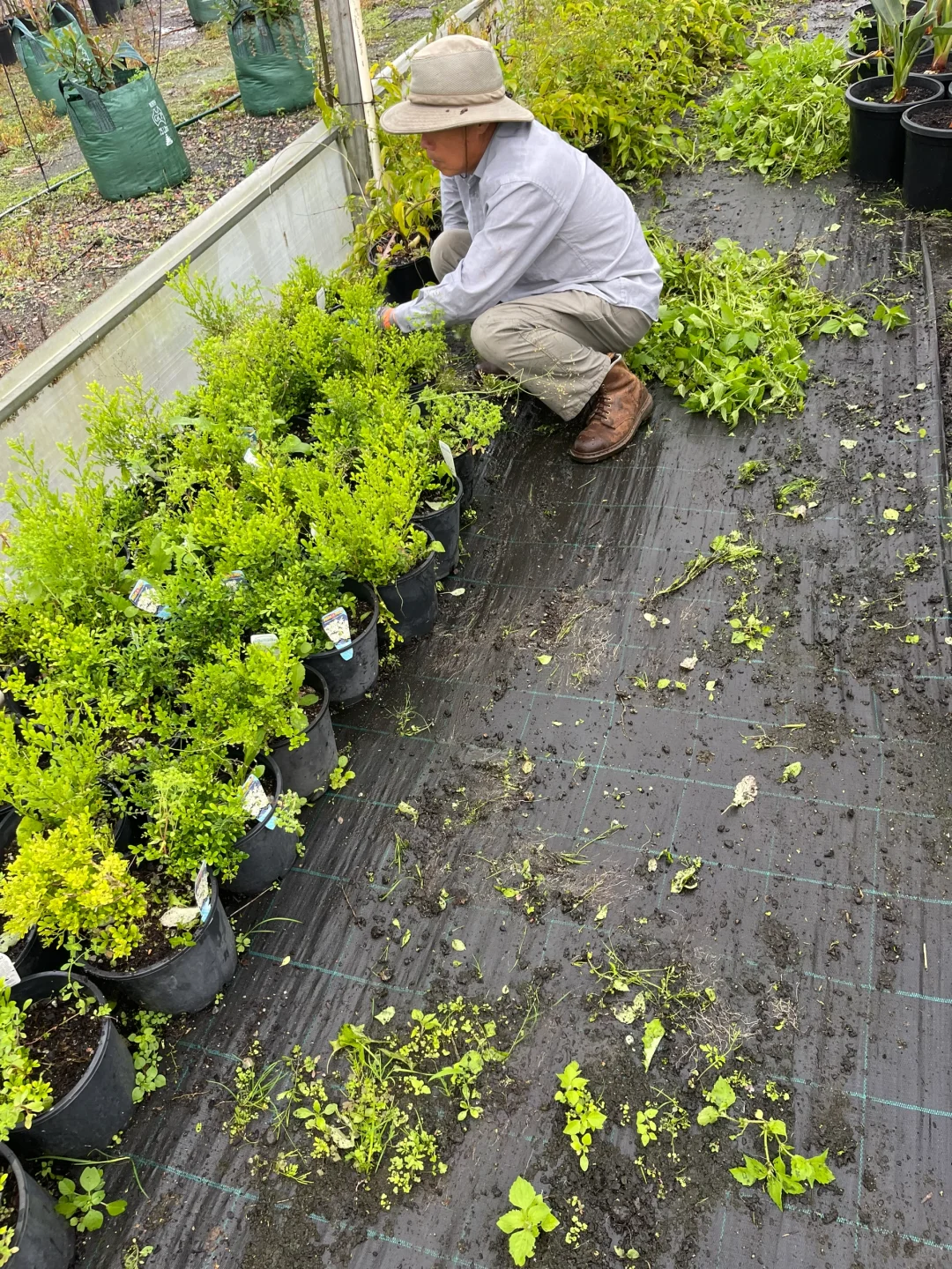 苗圃日常的打理