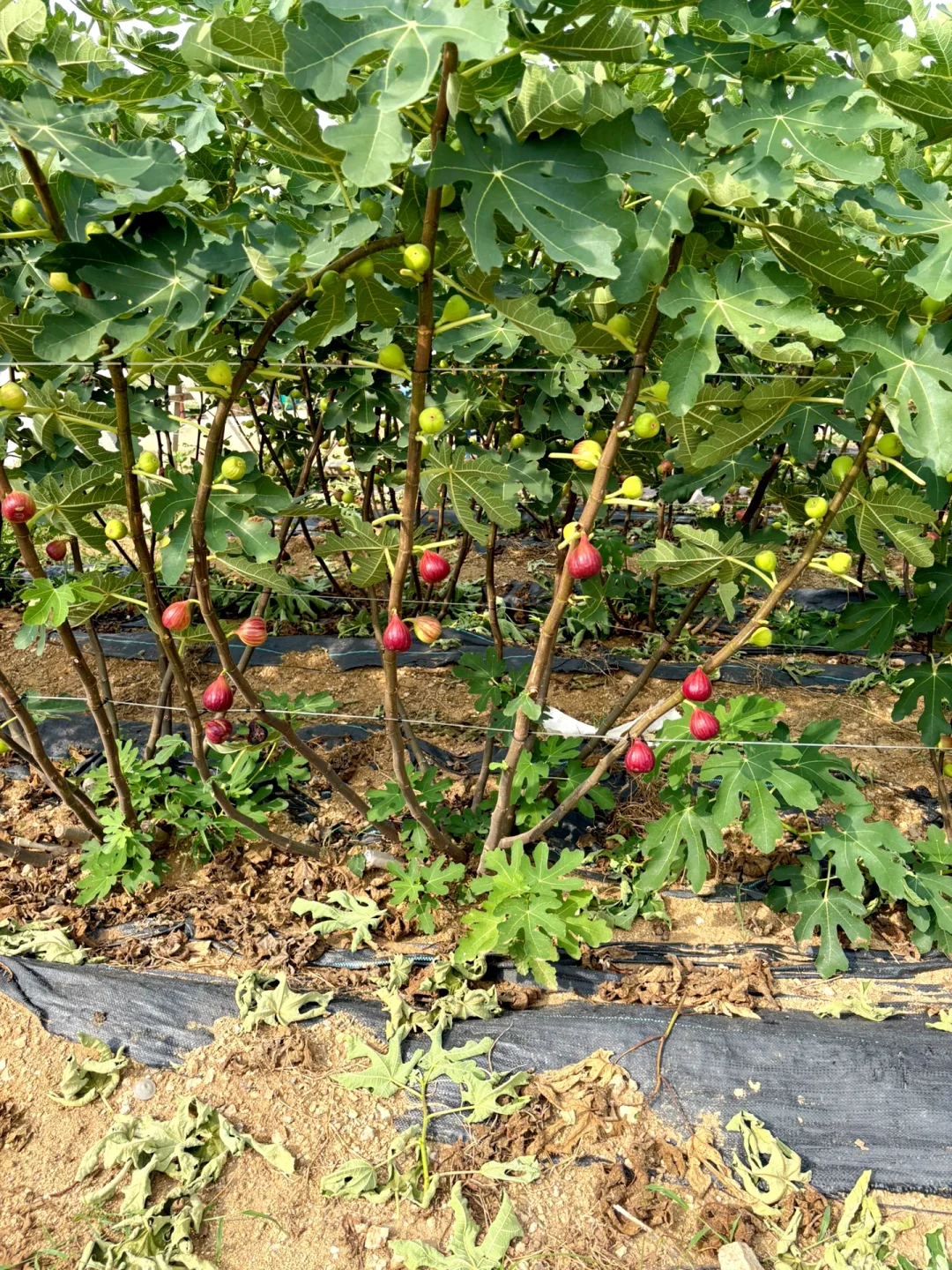 无花果采摘日常