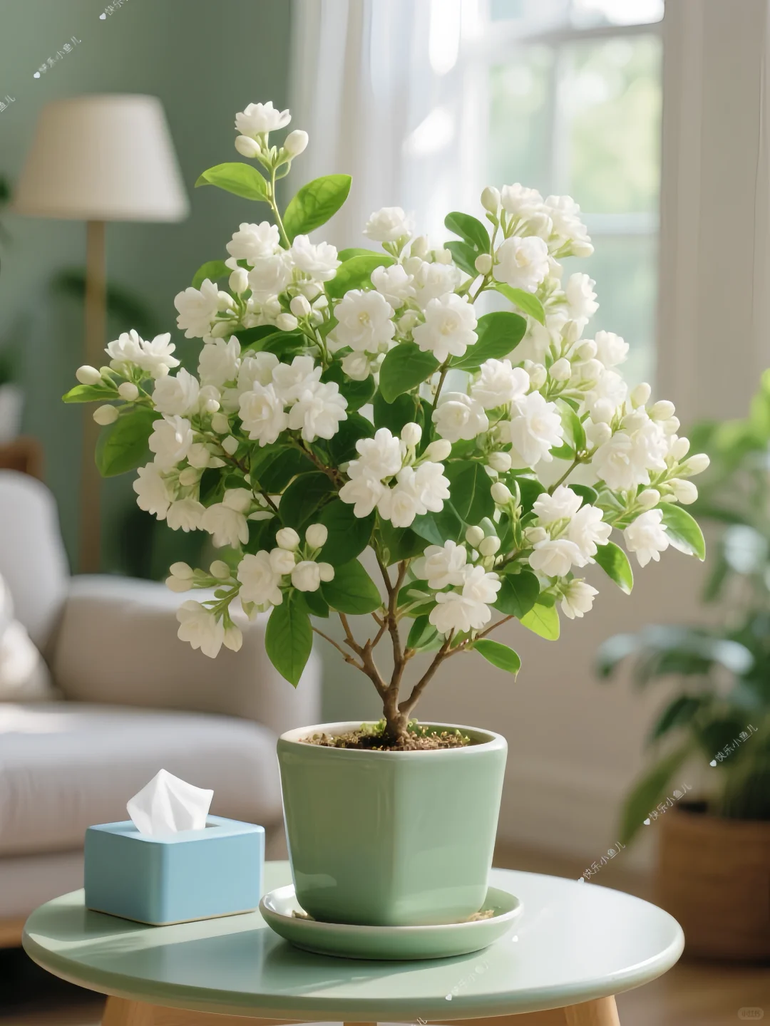 怪不得这花叫茉莉