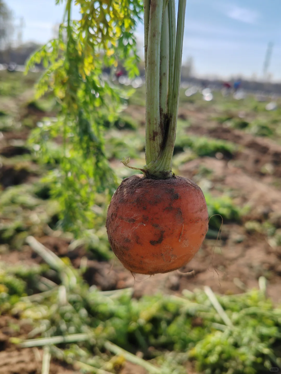 11.10?，超级营养的胡萝卜捡起来