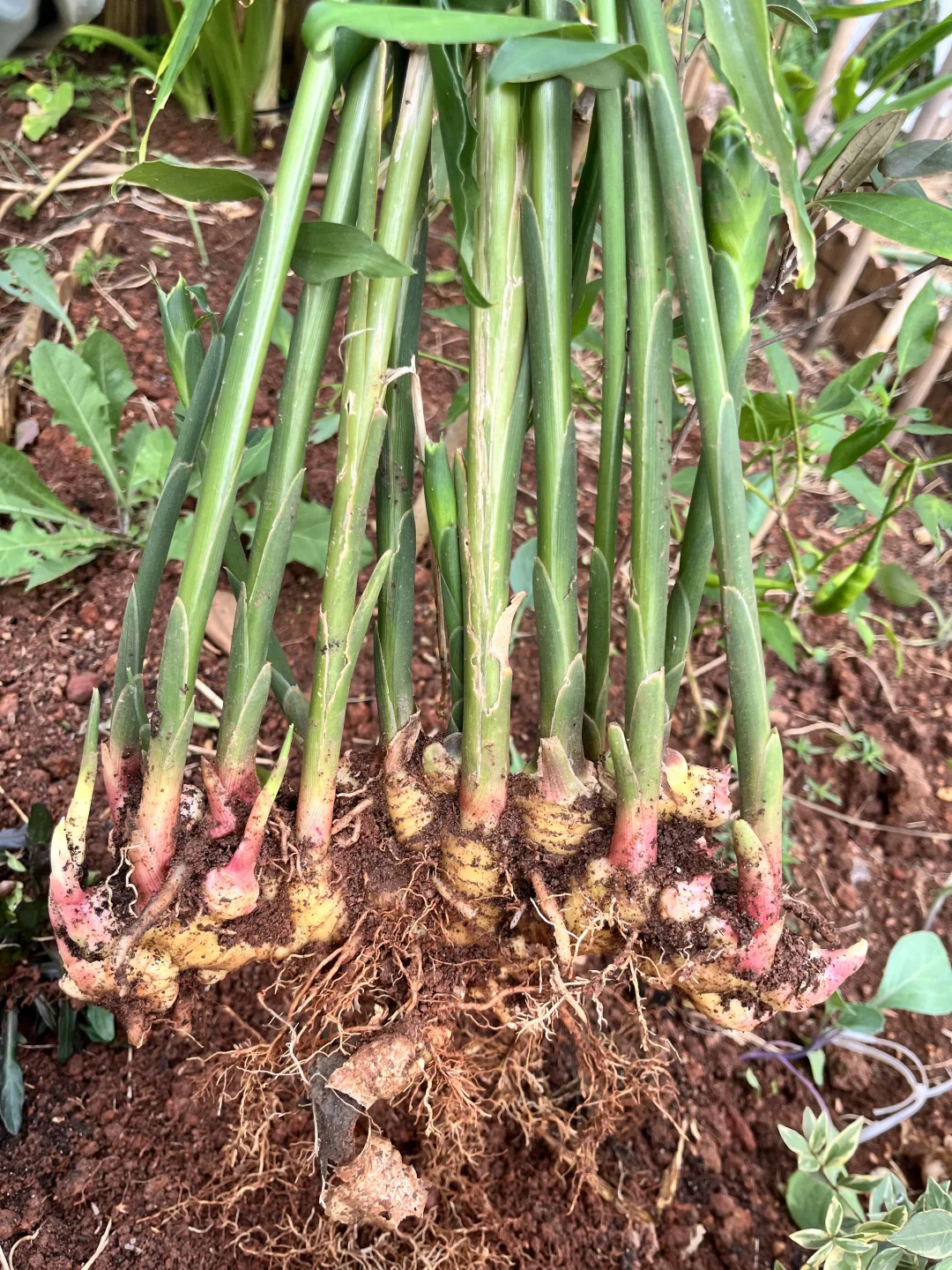推荐种植的14种根茎作物