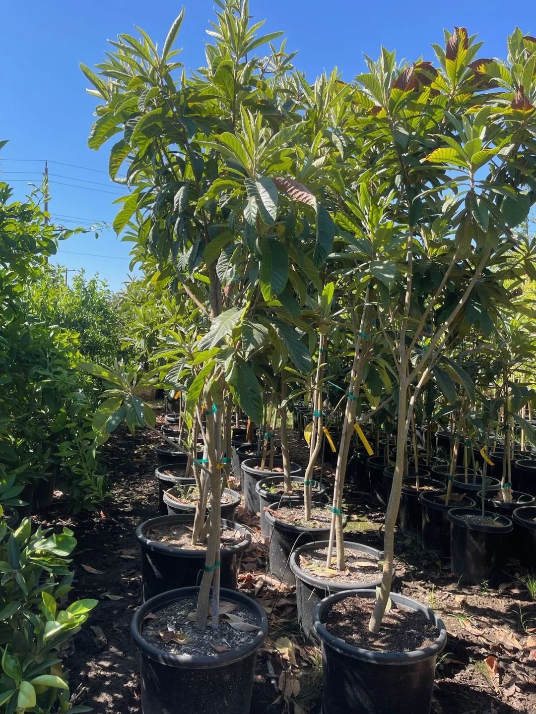 线上下单?足不出户?送树上门????