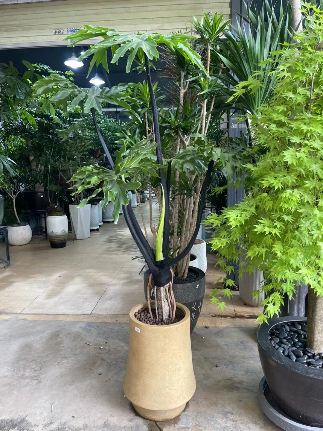 深圳绿植租买，批发，同城免费送货上门