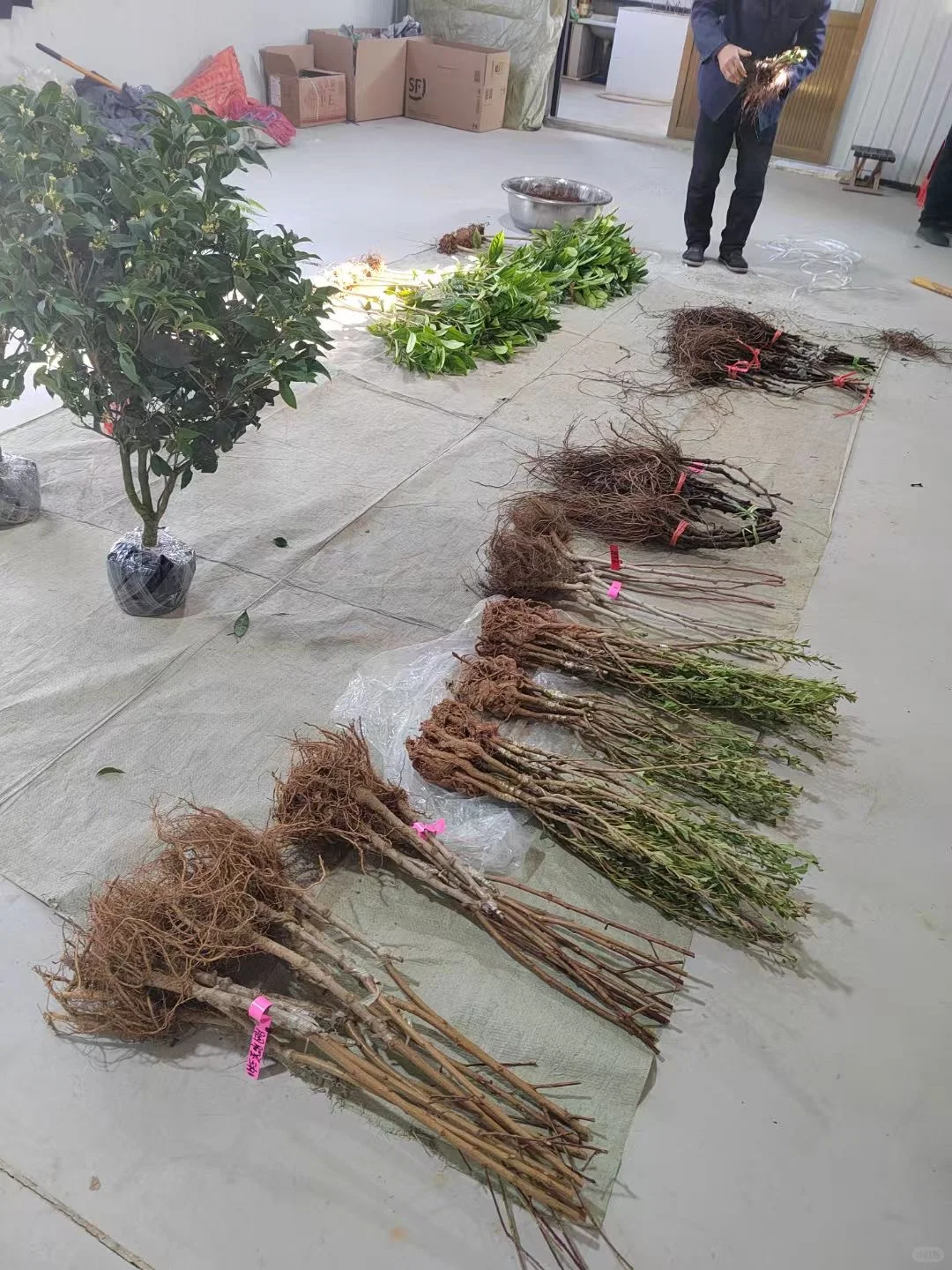 今天的苗发美国