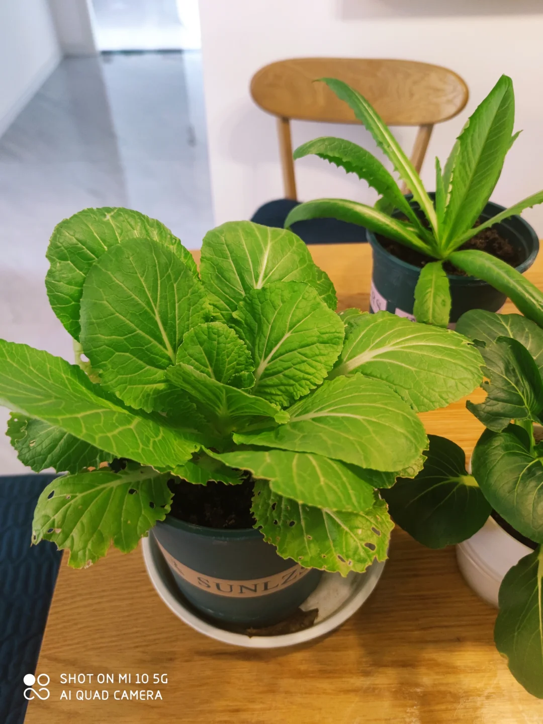 阳台种菜大全。