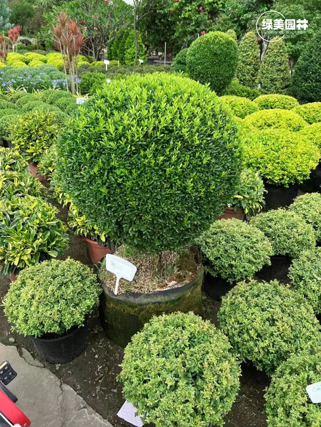 手把手教你苗木应该要怎么挑选呢?