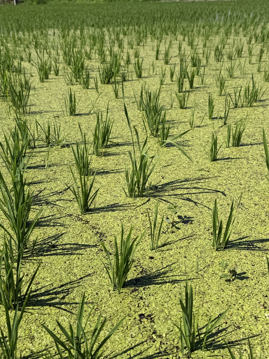 30岁不上班，在苏州种了20亩有机大米