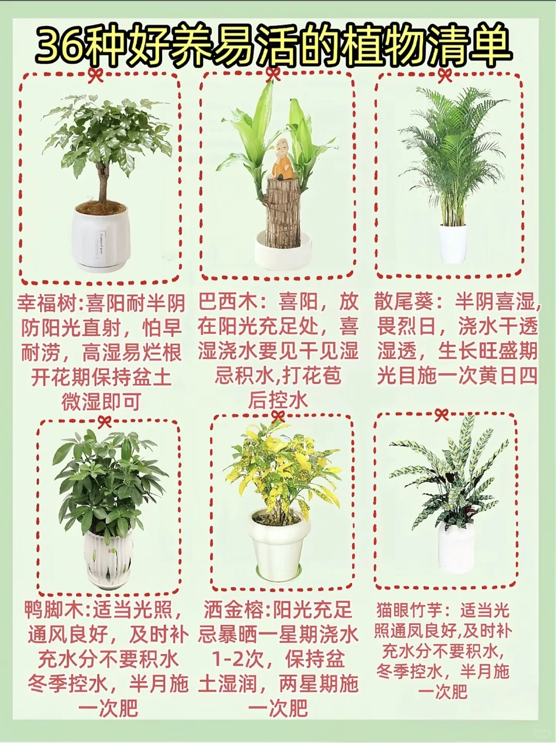 好养活的家居绿植！！！