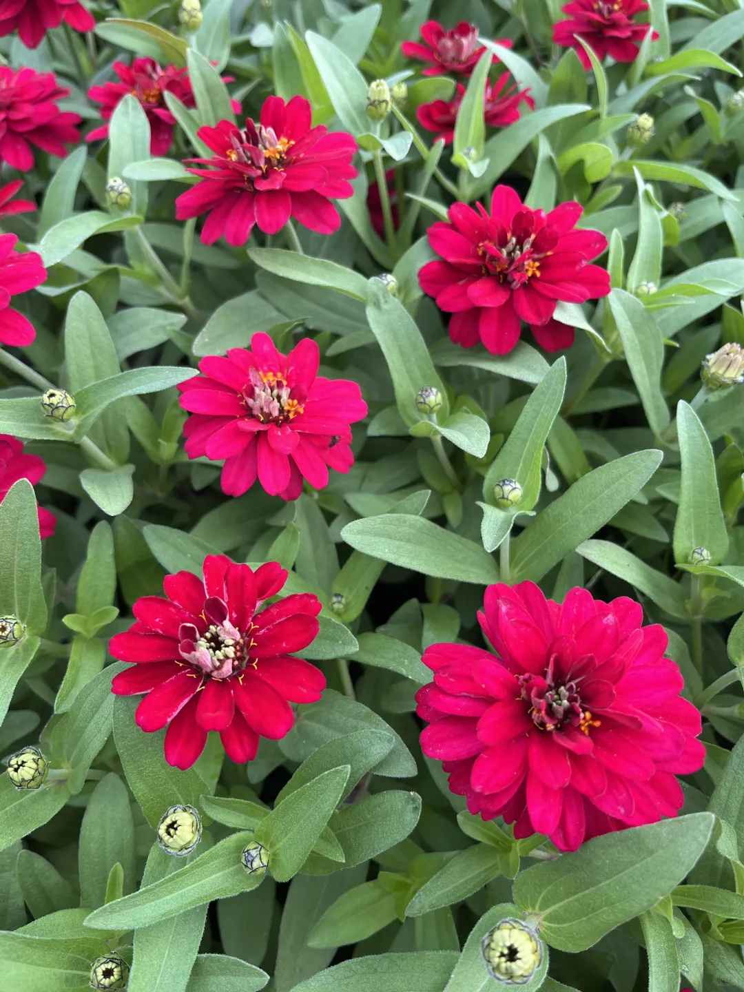 《百日菊，繁花》