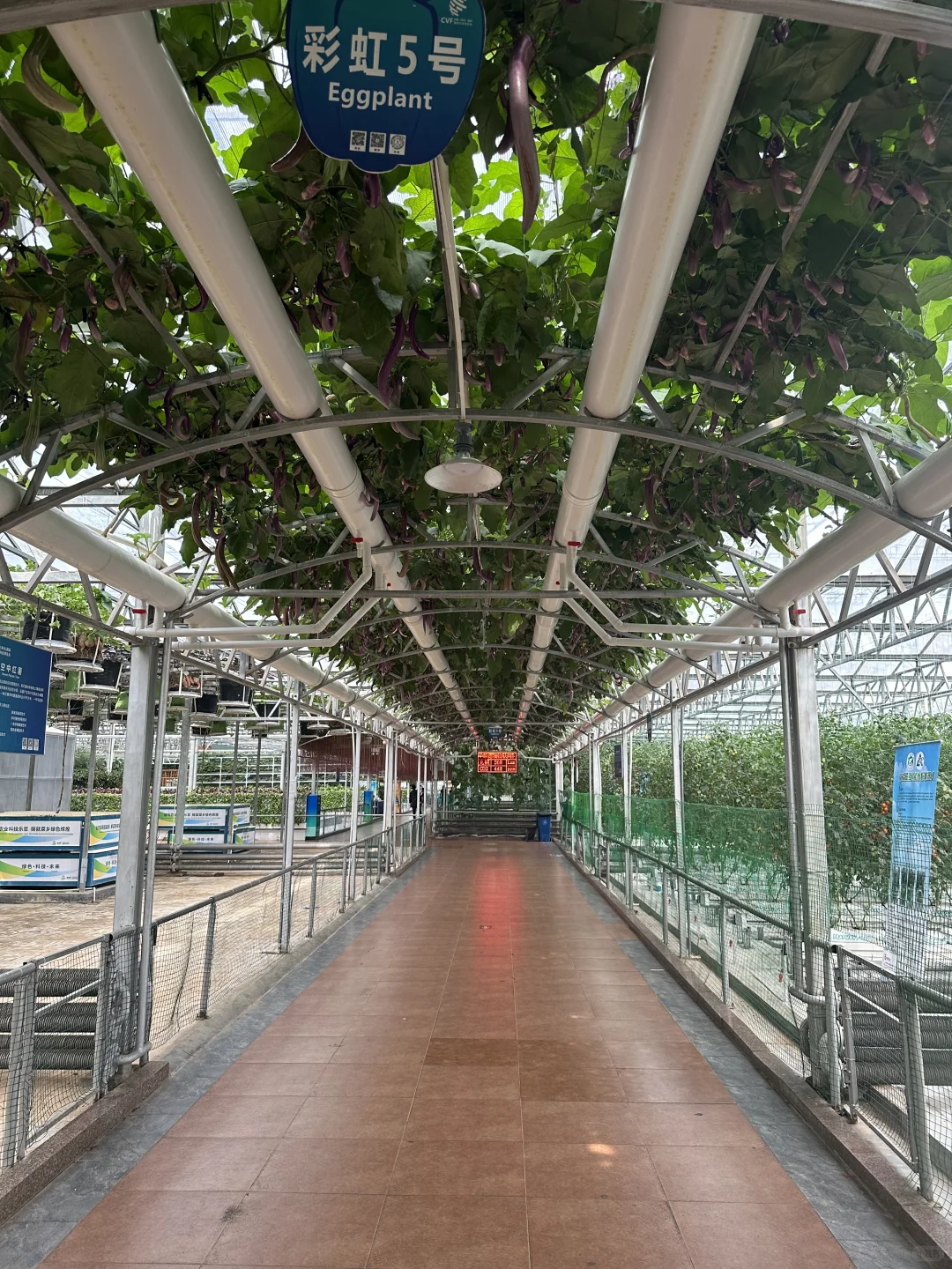 空中蔬菜廊架Aerial vegetable trellis
