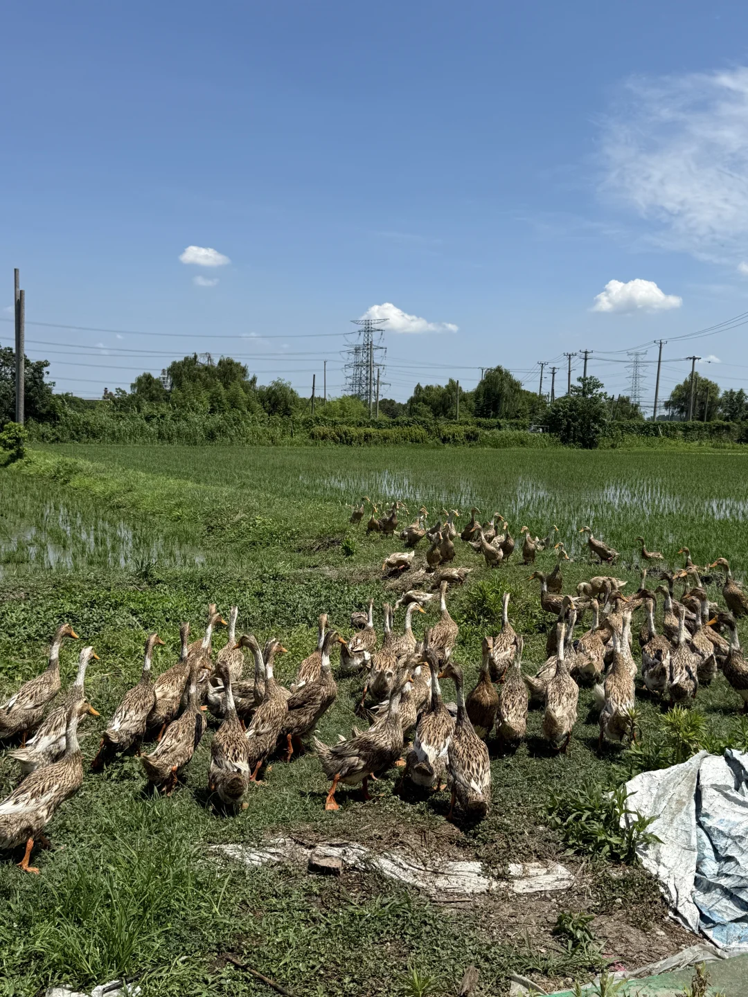 30岁不上班，在苏州种了20亩有机大米