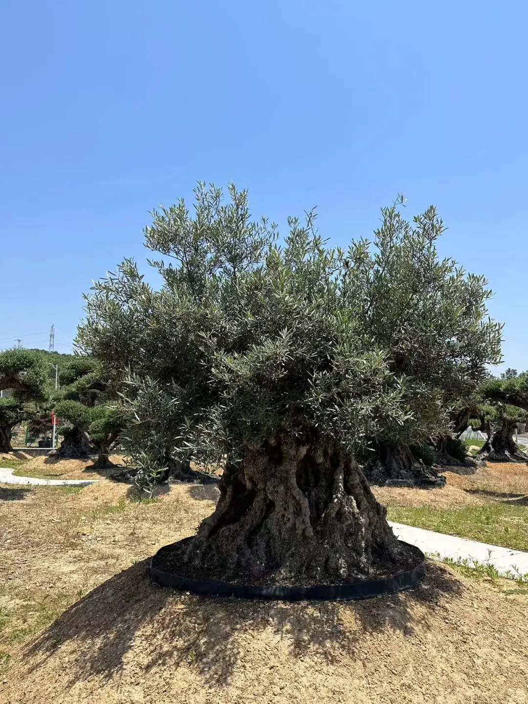 这颗树种院子里被问爆啦‼️