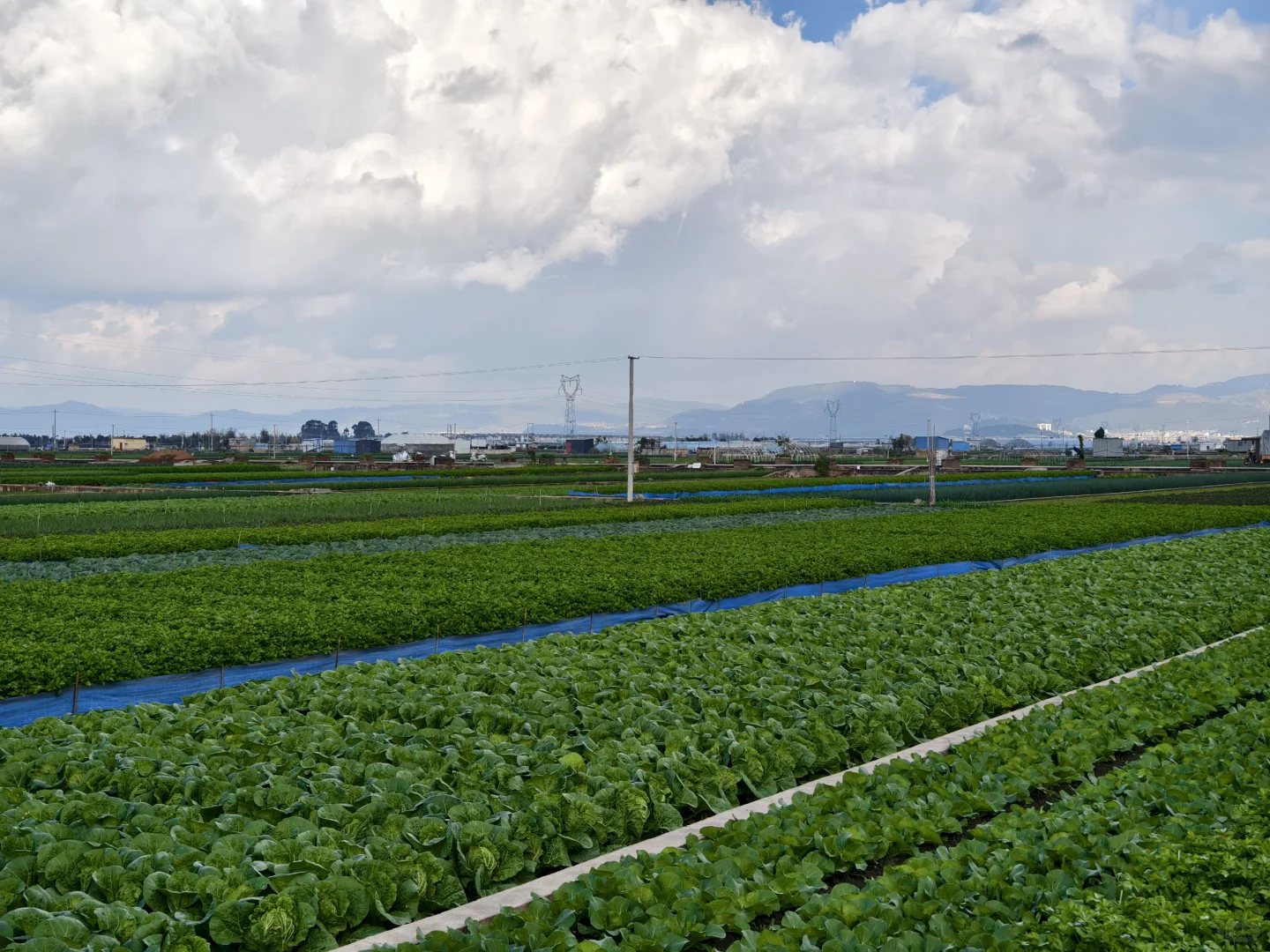鸽儿们第三季来这里学习种蔬菜呀
