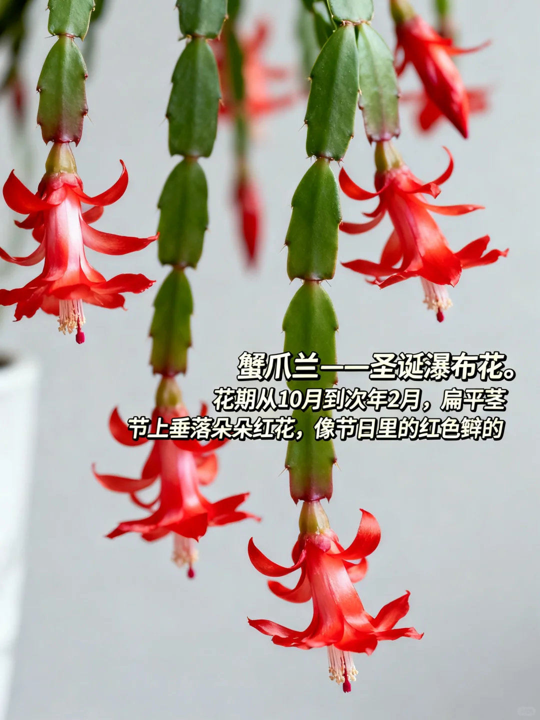 这 9 种 “超长待机” 花，美到能开 100 天